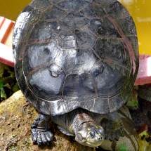 Turtle of the rain forest